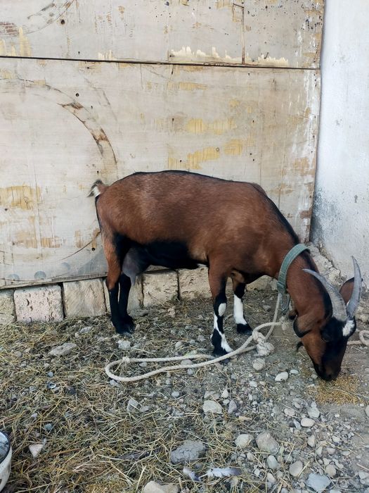Ешкі Алпини  сұтті жакс ешкі