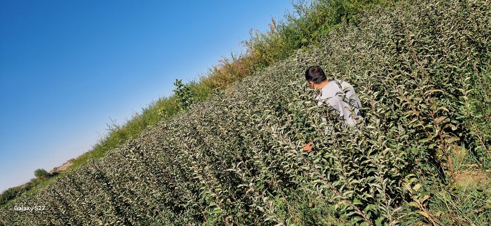 Саженцы  ассортимент