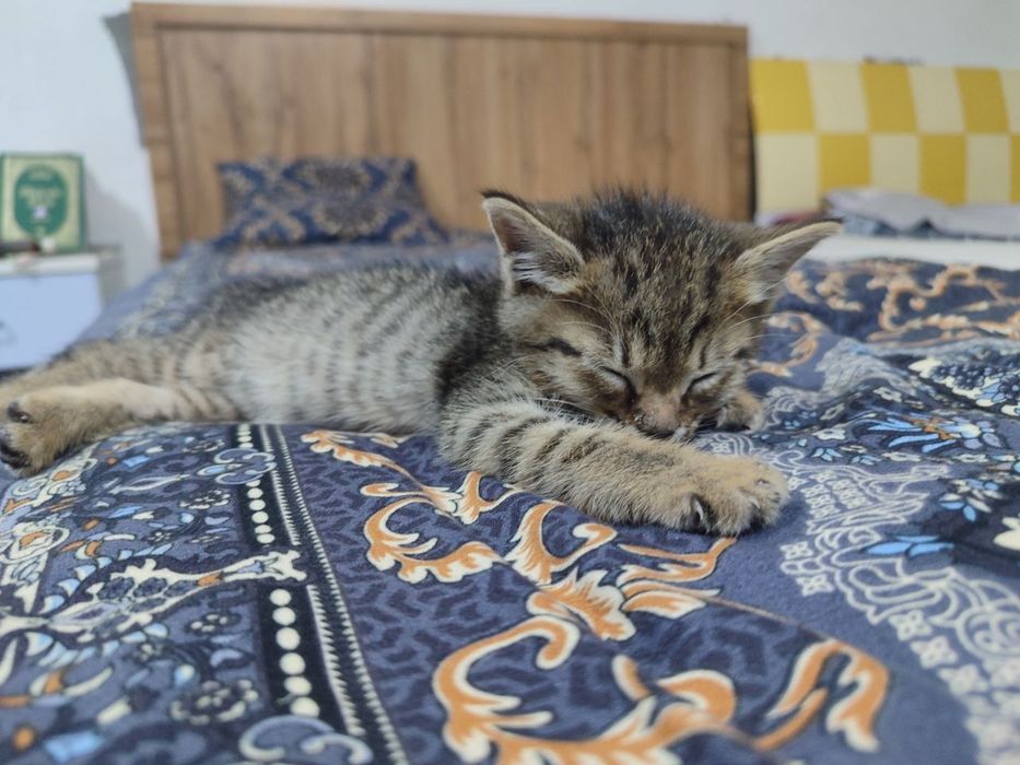Котенок в добрые руки