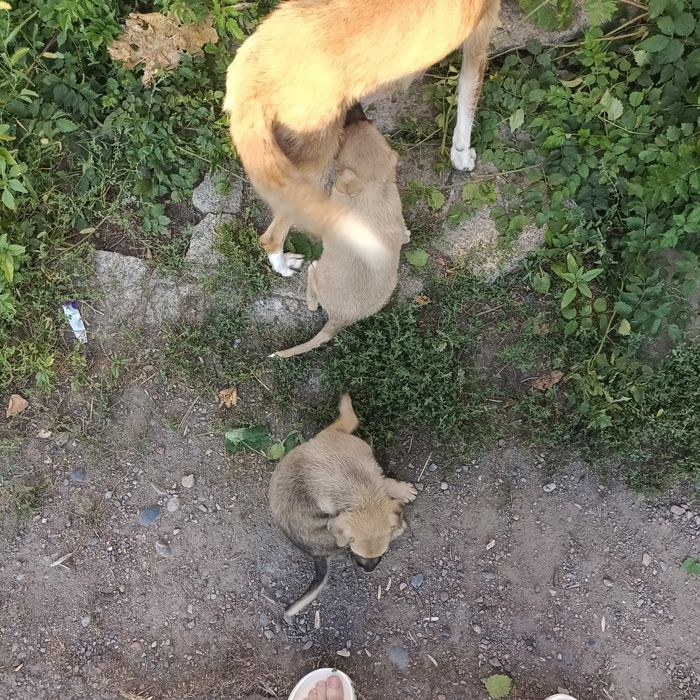 3 щенка девочки.