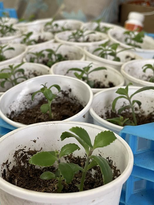 Продам комнатные цветы