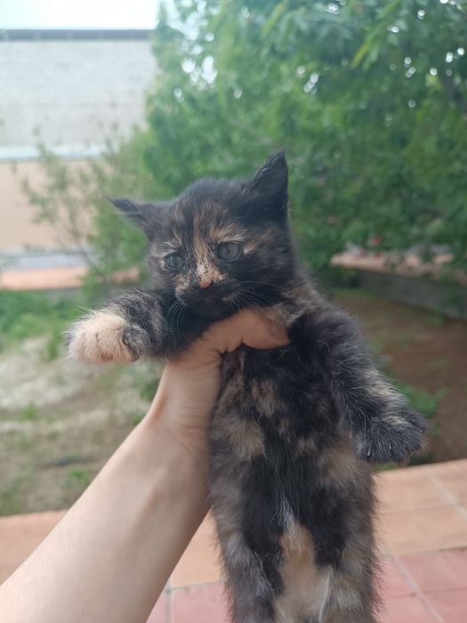Отдаём Кошку и котят в хорошие руки