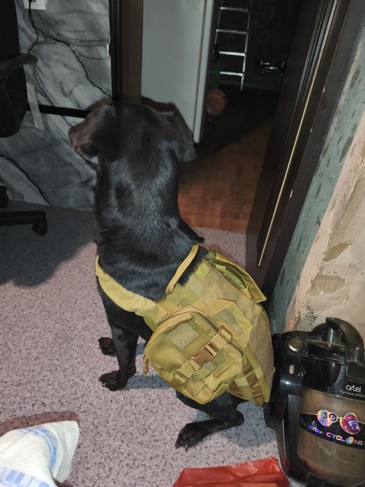 Тактическая шлейка для собак