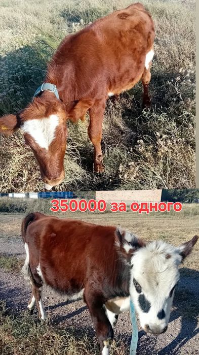 Продажа телят 350000т.за одного