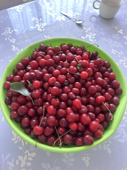 Вишня домашняя..