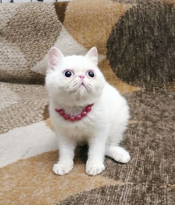 Экзоточка из Проф.Питомника