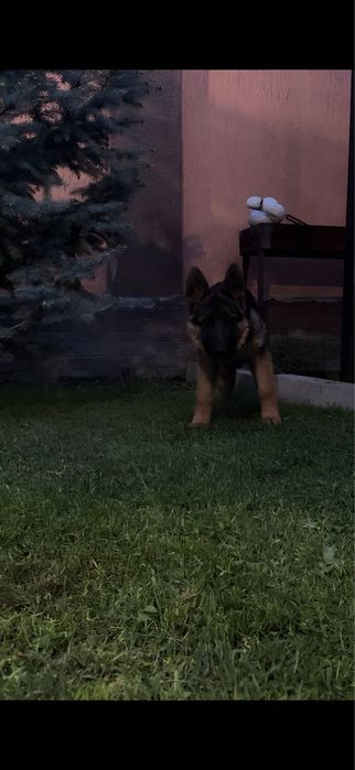 Продаётся щенок немецкой овчарки