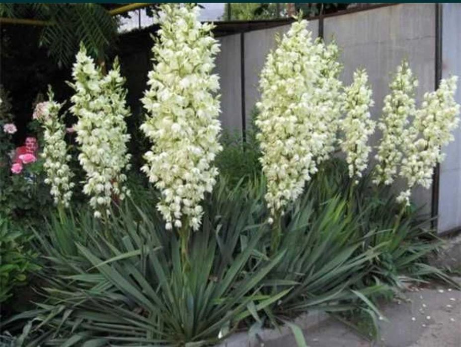 Цветы Юкка, Юкка гүлі, колокольчик