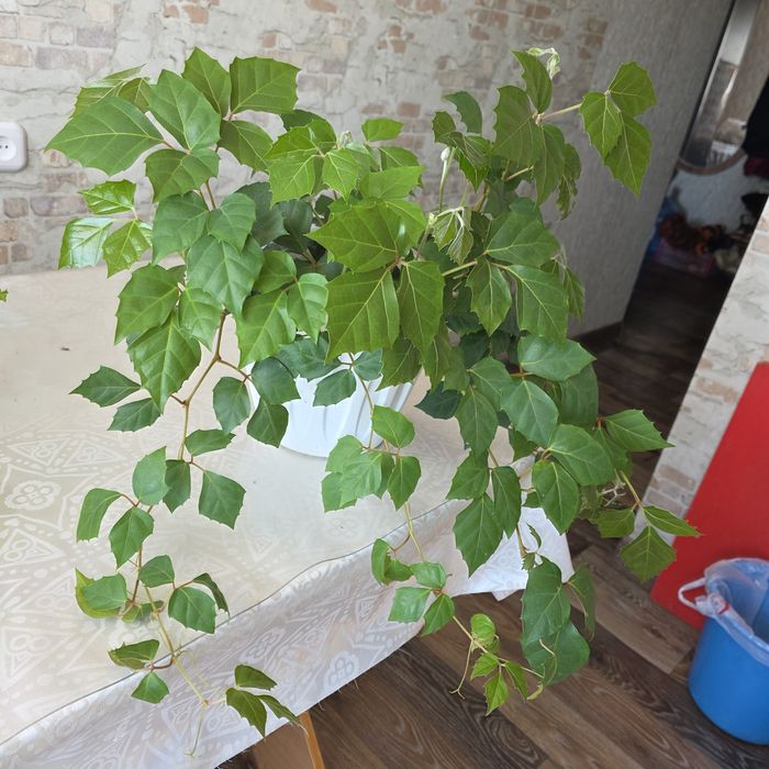 Комнатные цветы разные