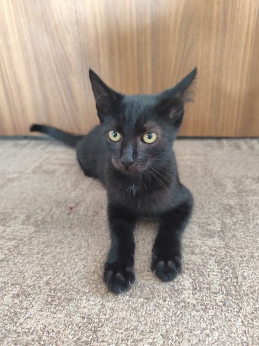 Adopție pisicuțe și pisoi