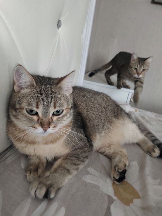 Отдам кошку в добрые руки