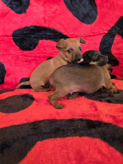 Мини чихо пинчери