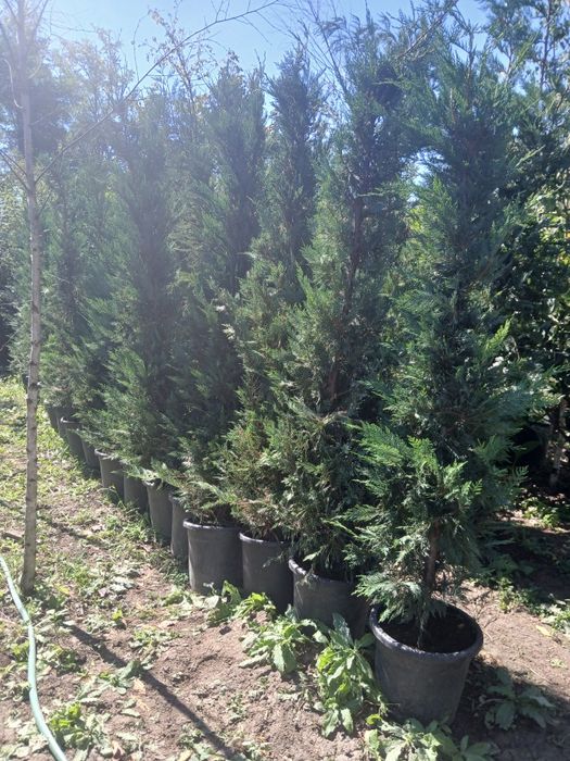 Gard viu tuia sau leilandii