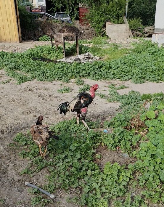 Хорошие даканы хороших кровей