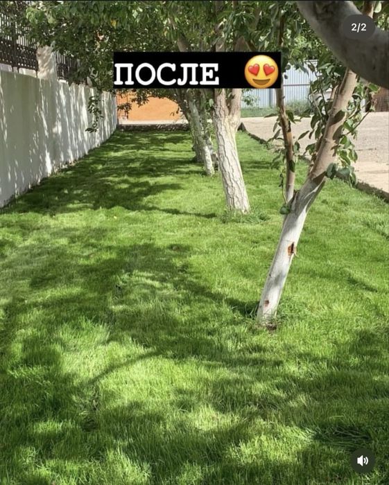 Посев газона семенами