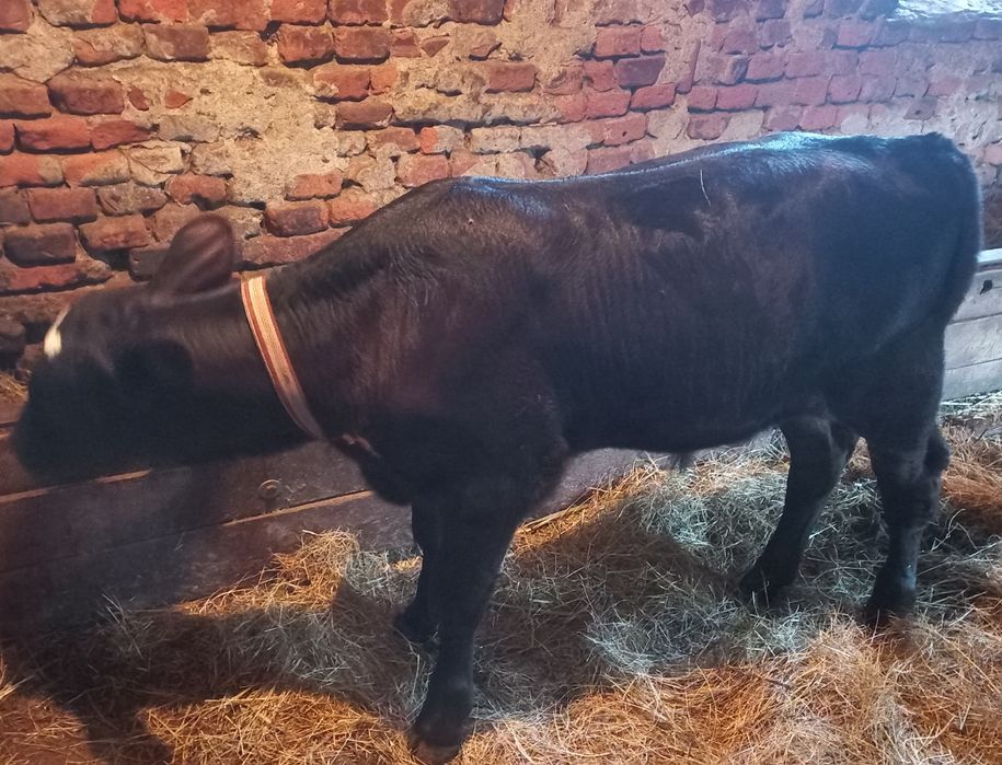 Vând 2 viței Angus