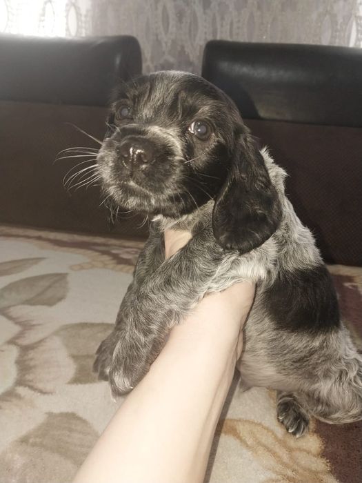 Продам чистокровных спаниелек