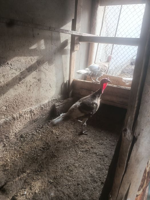 Продам индюки үндік