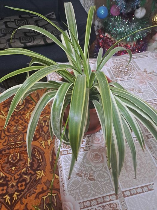 Хлорофитум очиститель воздуха