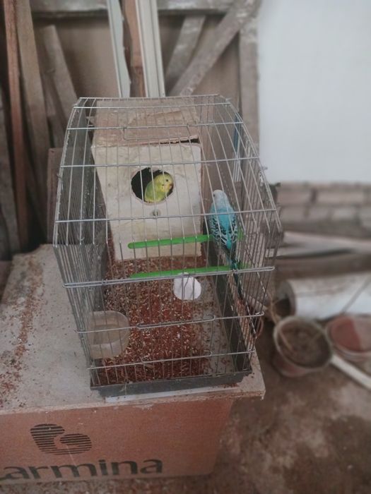 Попугай волнистые