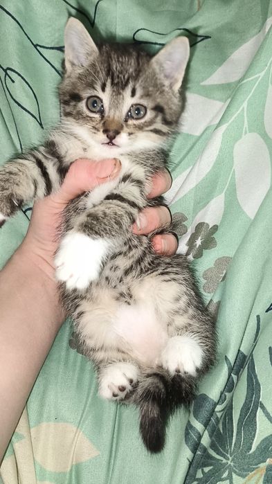 Отдам добрые руки