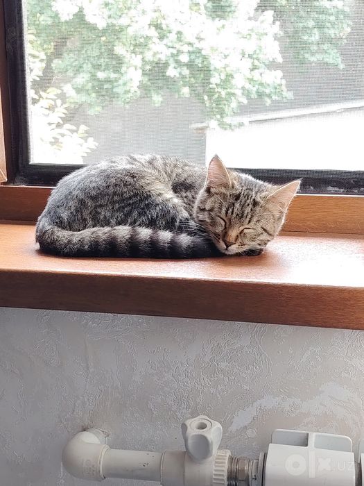 Котёнок бесплатно