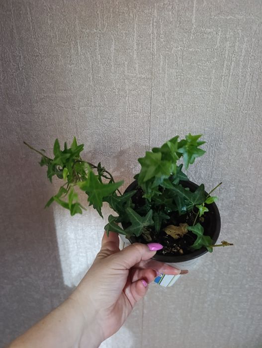 Продам плющ хедеру