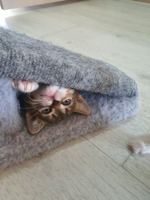 Отдам котят в добрые руки