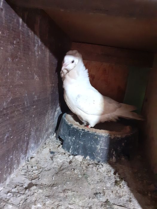 Vând mai multe rase de porumbei de ornament