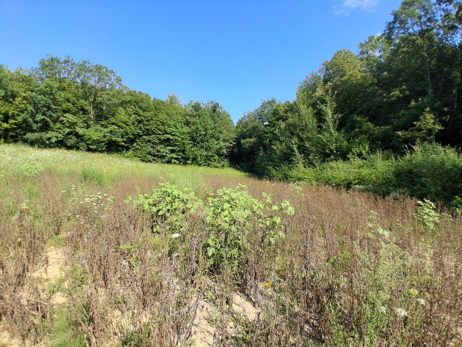 Teren  intravilan cu TITLU DE PĂDURE