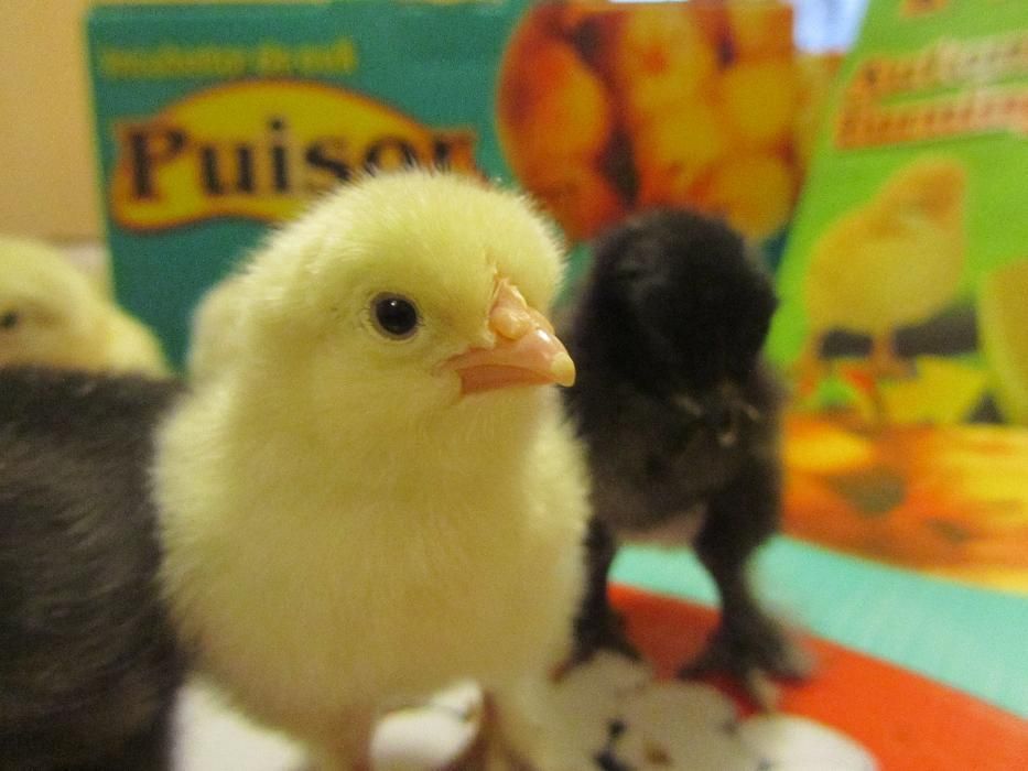 Официалният вносител за БГ.Инкубатори с влагомер и люлка. 2г. ГАРАНЦИЯ