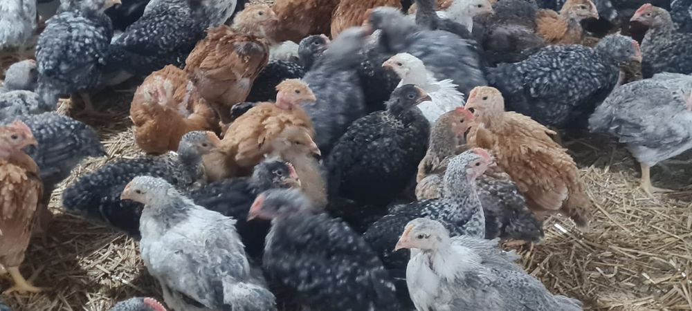 Pui alb de carne și rasa mixta