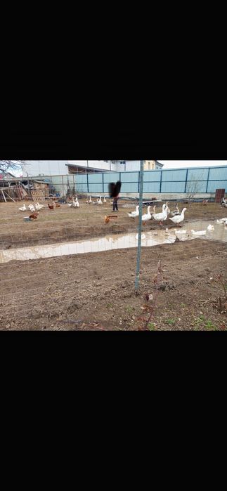 Vând 20 de rațe și gâște + ouă de rața