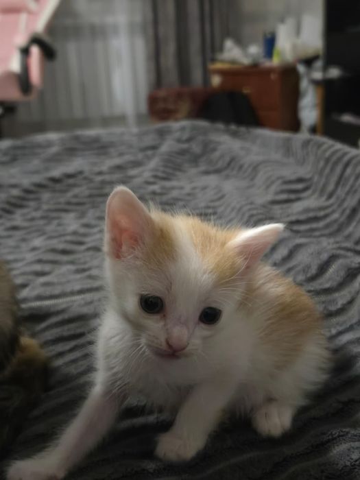 Отдам котят в добрые руки