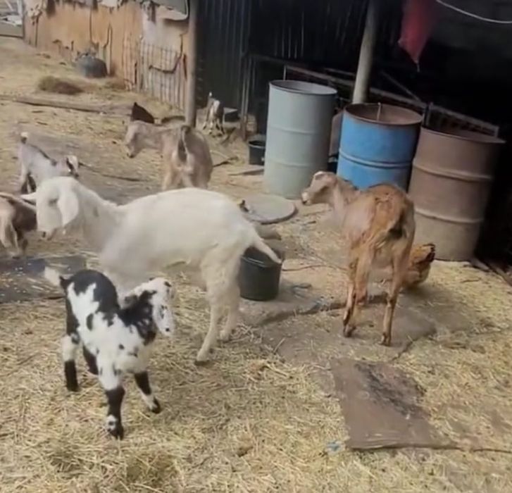 Capre atent selecționate