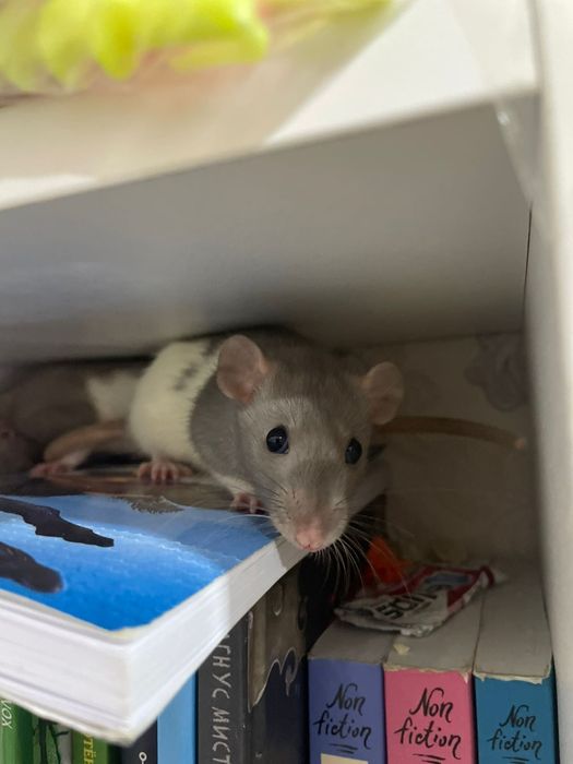 Отдам двух декоративных крыс девочки.