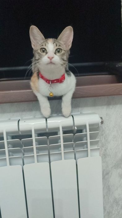 Отдадим в добрые руки.