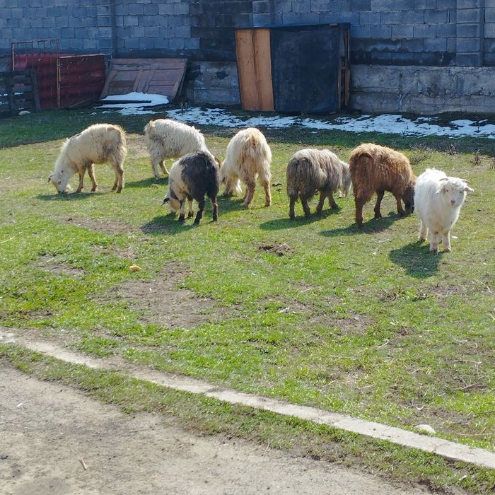 продам козы бараны овцы  ешки  кой