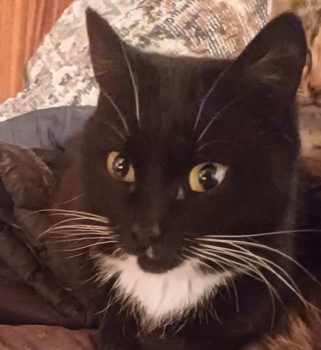 Отдам кошек в хорошие руки