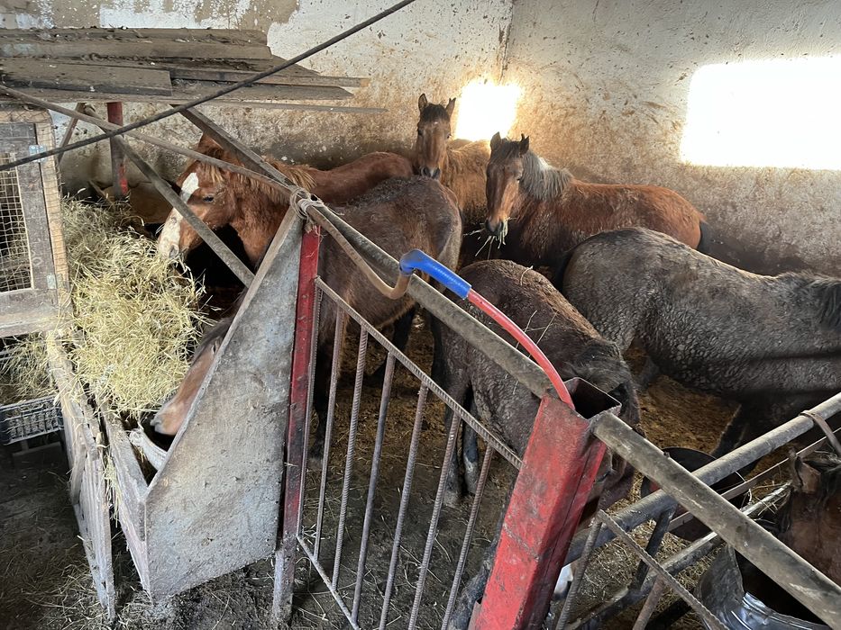 Соғым тайлар байталдар құнандар