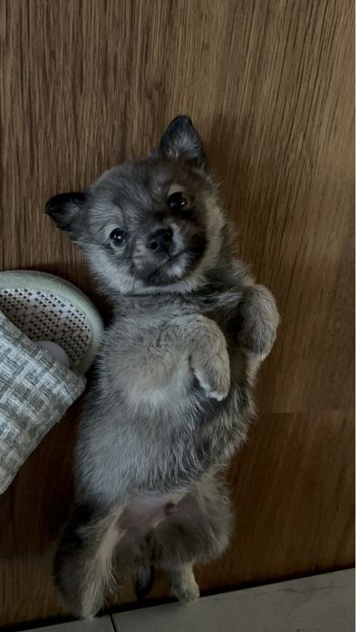 Отдадим щенка в добрые руки