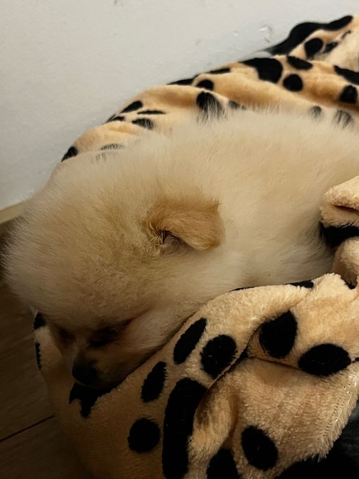 Померан на 4 месеца