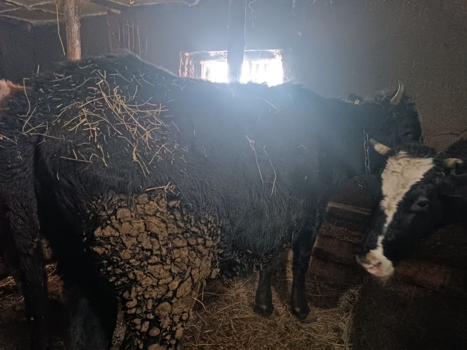 Продам стельных коров