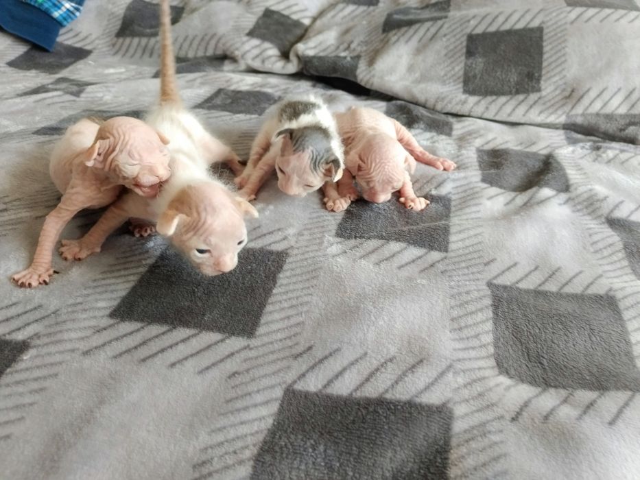 Открыто бронирование котят сфинксов