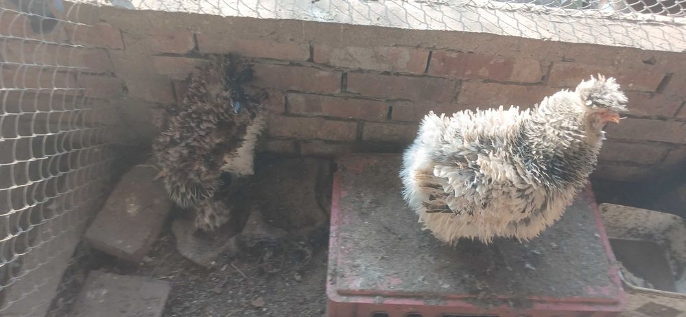 Мини кохин петлета и къдрави