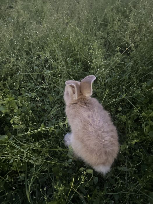 Quyon bor zottor donasi