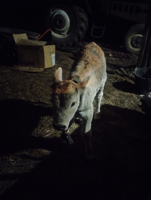 Vând vițel de o săptămână