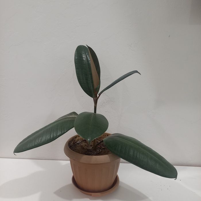 Продается фикусы