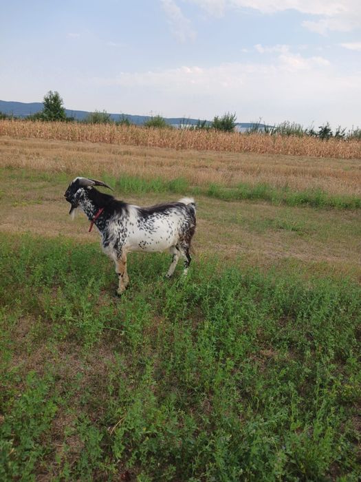 Țap rasa anglonubiana