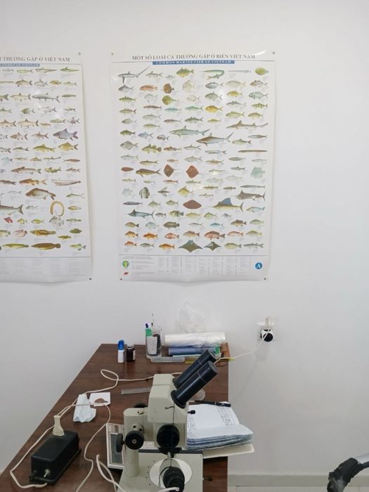 Artemiya cistasıga dastlabki qayta ishlash va saqlash (+Laboratoriya)